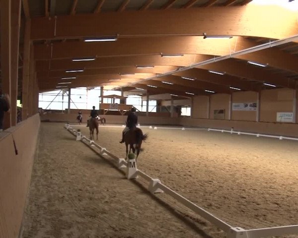Reitturnier Grafenrheinfeld 2019