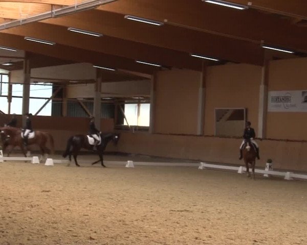 Reitturnier Grafenrheinfeld 2019