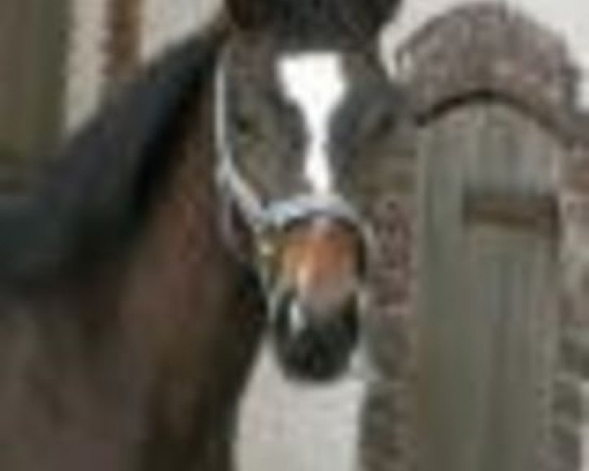 stallion O Malley (Selle Français, 1980, from Iago C AA)