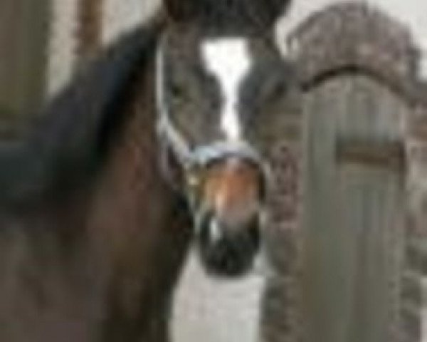 stallion O Malley (Selle Français, 1980, from Iago C AA)