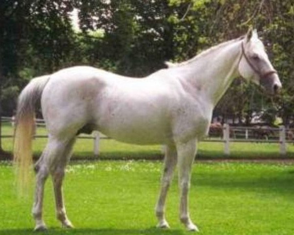 Deckhengst Kim du Maury AA (Anglo-Araber, 1986, von Samuel AA)