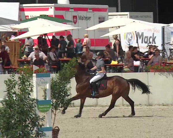 Reitturnier Grafenrheinfeld 2019