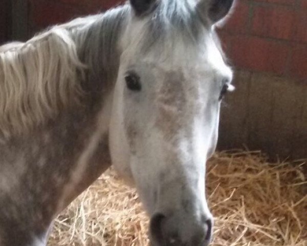 dressage horse Corvin S (Holsteiner, 2009, from Corrado I)