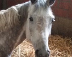 dressage horse Corvin S (Holsteiner, 2009, from Corrado I)