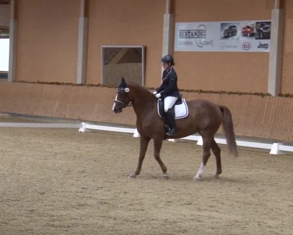 Reitturnier Grafenrheinfeld 2019