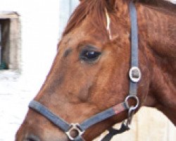 Zuchtstute Wilde Hilde (Hannoveraner, 1996, von Carbid 3) - Wilde Hilde