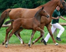jumper Baobab (German Sport Horse, 2016, from Blockbuster)