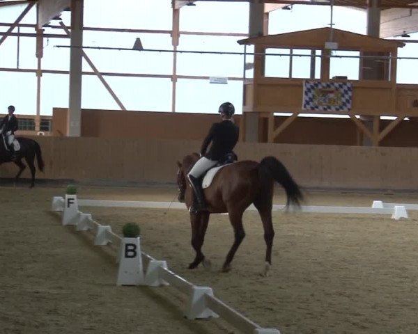 Reitturnier Grafenrheinfeld 2019