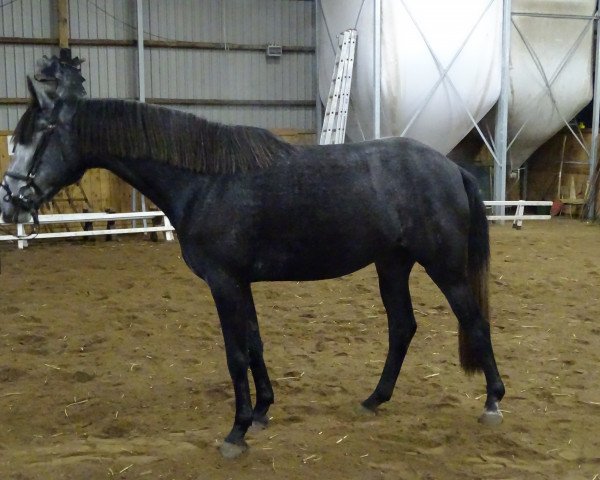 horse Raja (German Sport Horse, 2013, from Diar Noir)