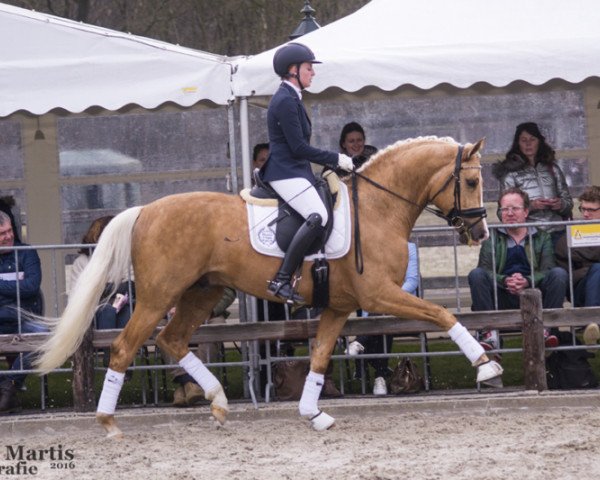 stallion Bosco (Oldenburg, 2013, from Callaho's Benicio)