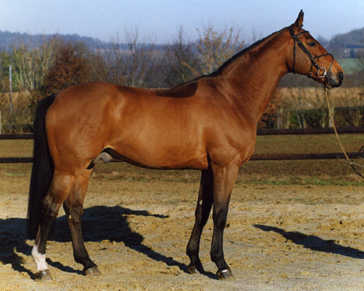Deckhengst Dollar du Murier (Selle Français, 1991, von Jalisco B)