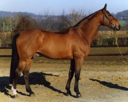 Deckhengst Dollar du Murier (Selle Français, 1991, von Jalisco B)