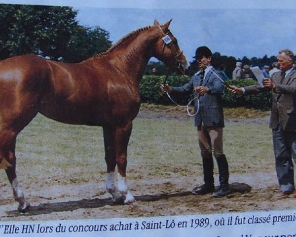 stallion Univers d'Elle (Selle Français, 1986, from Grand Veneur)