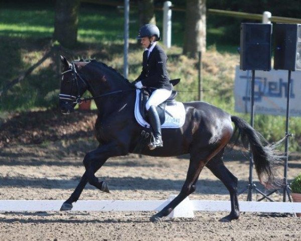 dressage horse Sam ABS (Zweibrücken, 2011, from Stockholm)