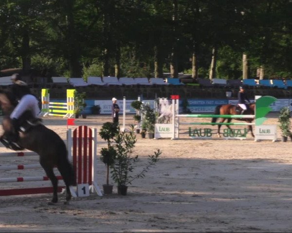 Reitturnier Görlitz 2019