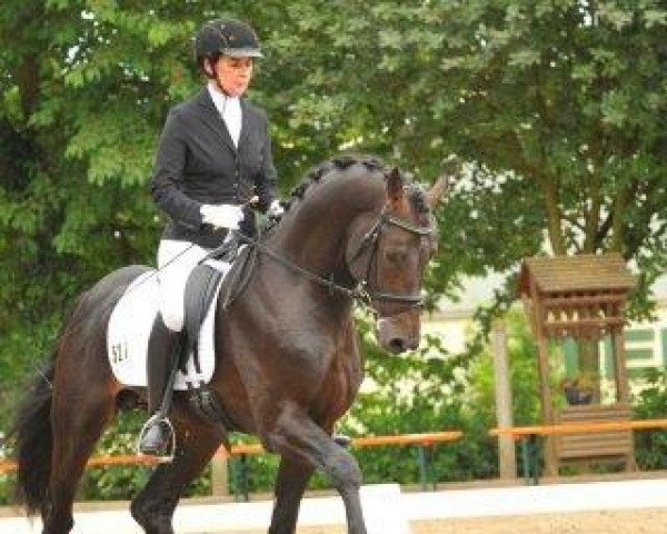 stallion Tenno (Zweibrücken, 2012, from Totilas)