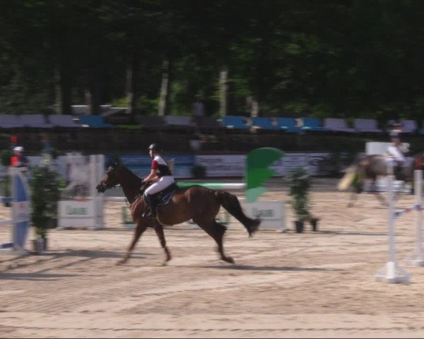 Reitturnier Görlitz 2019