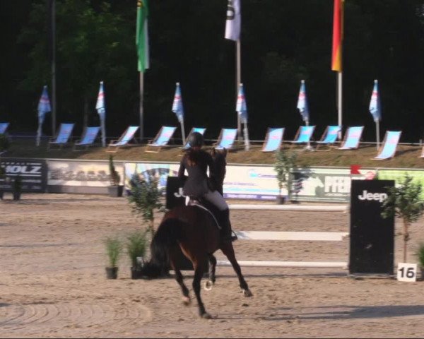 Reitturnier Görlitz 2019