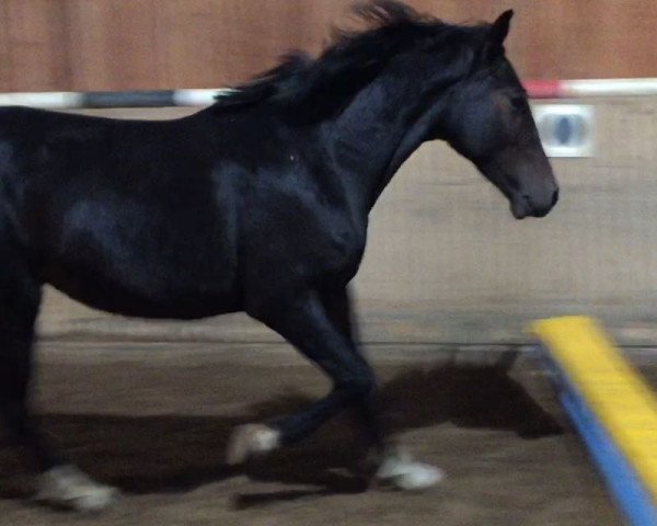 Springpferd Eleazar Neapol Elfes (Selle Français, 2014, von Usher Vandor Perle)