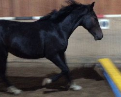 Springpferd Eleazar Neapol Elfes (Selle Français, 2014, von Usher Vandor Perle)