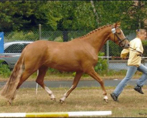 dressage horse Magnolia 3 (German Riding Pony, 2006, from Golden Dancer)