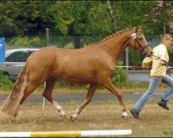 dressage horse Magnolia 3 (German Riding Pony, 2006, from Golden Dancer)