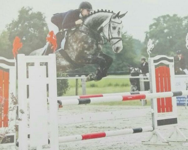jumper Corado 107 (Hanoverian, 2011, from Contagio)