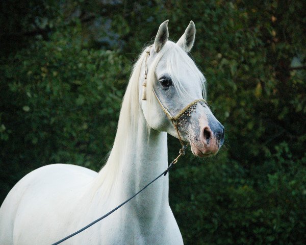 horse Galdevin (Arabian purebred, 2006, from WH Justice ox)