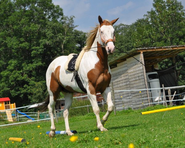 horse Dandy (Paint Horse, 2009, from Miracle Zippo Paint)