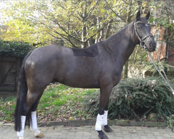 dressage horse Flipp Flopp (Westphalian, 2010, from Fürst Frederik)