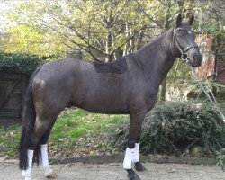 dressage horse Flipp Flopp (Westphalian, 2010, from Fürst Frederik)