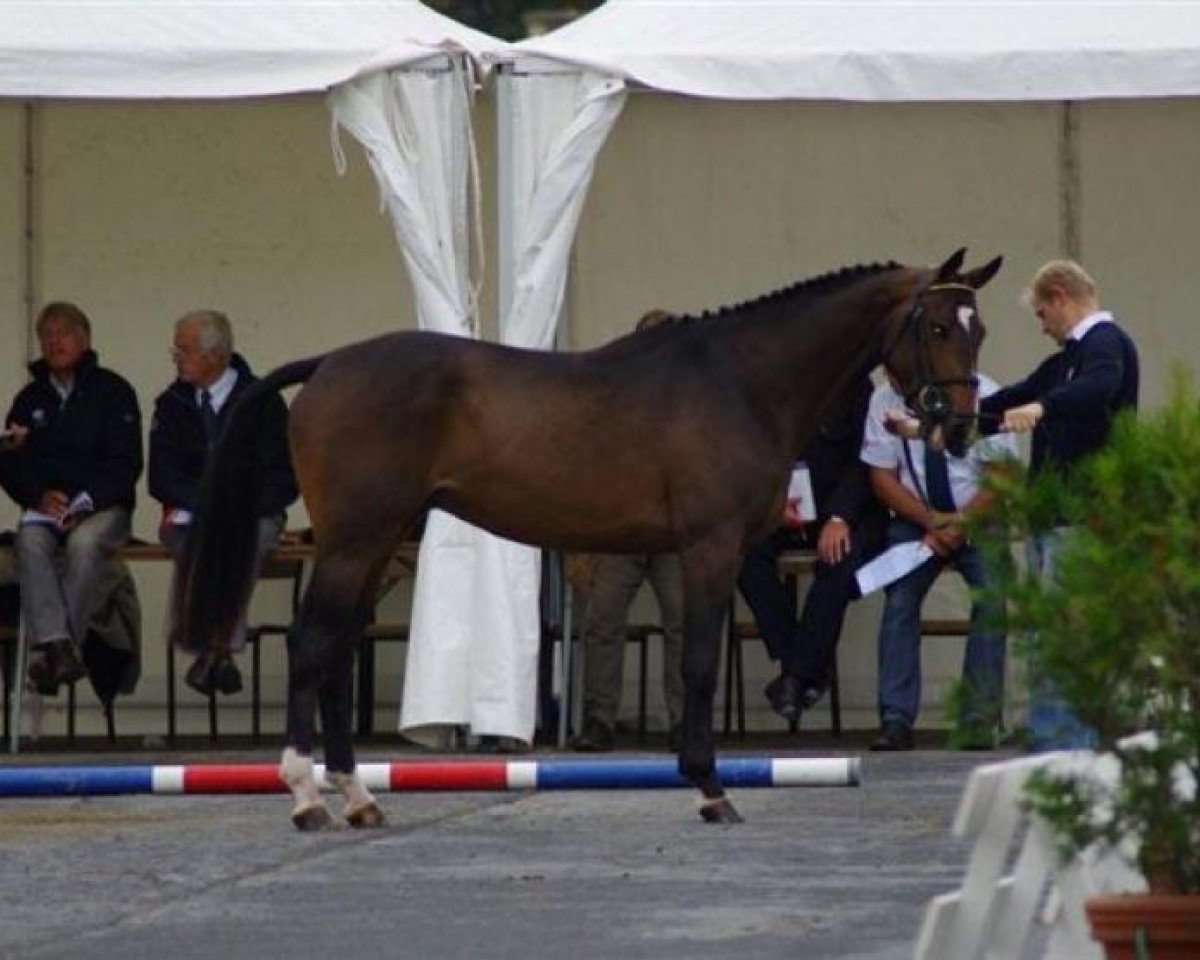 Deckhengst Ulpien d'Elle (Selle Français, 2008, von Quick Star)
