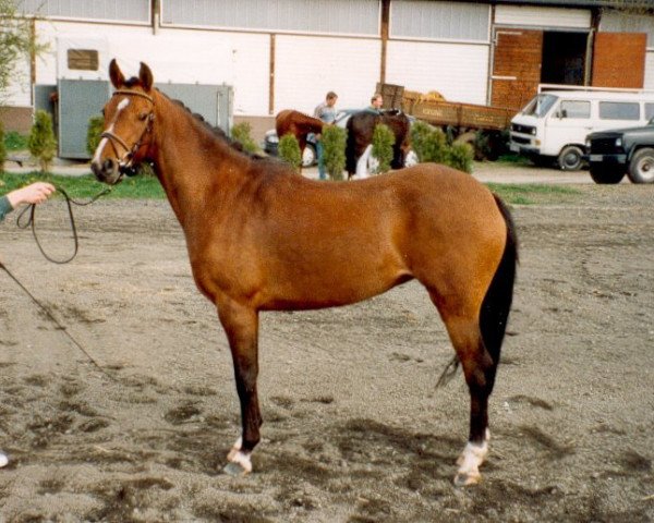 broodmare Robinswoodland Rhapsody (British Riding Pony, 1991, from Chiddock Fankino)