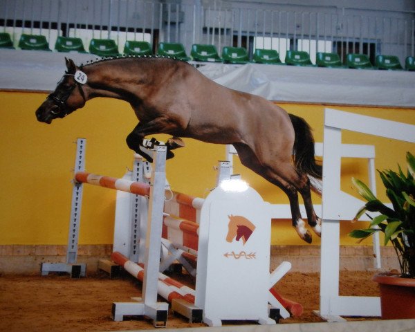 Deckhengst Nevio (Deutsches Reitpony, 2010, von Wengelo's Nelson)