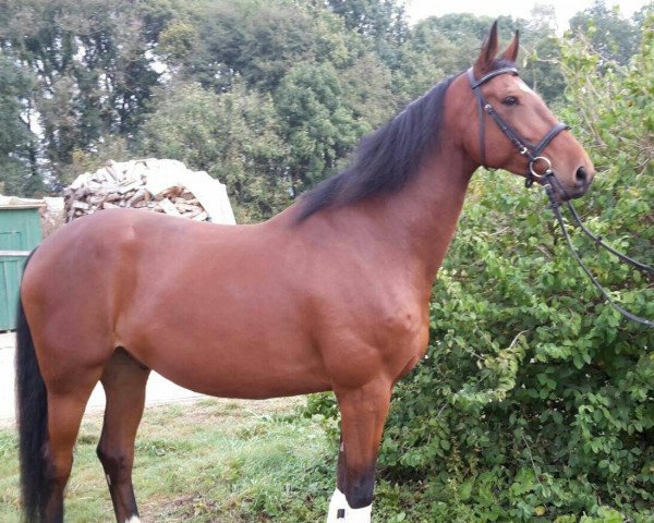 dressage horse Quintus (Oldenburg, 2008, from Quintender 2)