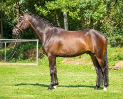 dressage horse Willow B (German Riding Pony, 2010, from White Gold B)