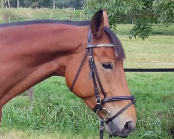 broodmare Chi Chi (Hanoverian,  , from Clintord)