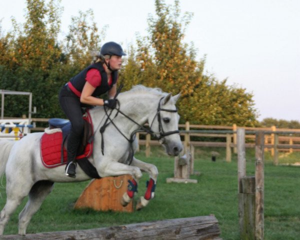 dressage horse Doritha (Westphalian, 2001, from Derengo)