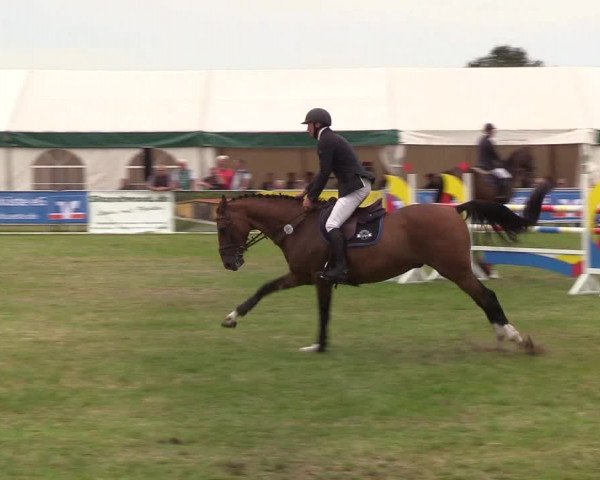 Reitturnier Behrendorf 2019