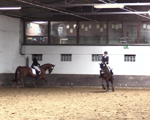 Reitturnier Ascheberg 2021