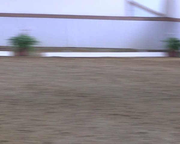 Reitturnier Waltrop 2019