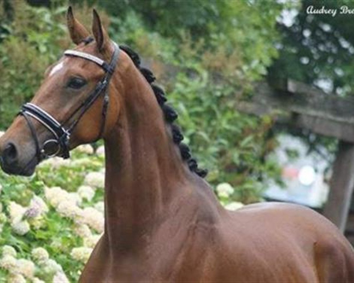Pferd Ideaal (KWPN (Niederländisches Warmblut), 2013, von Estoril)