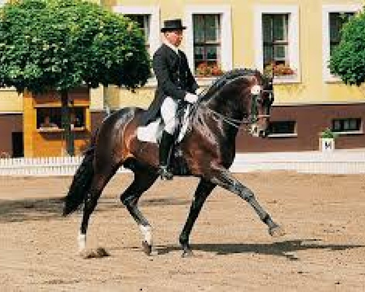 Deckhengst Juventus (KWPN (Niederländisches Warmblut), 1991, von Dublin)