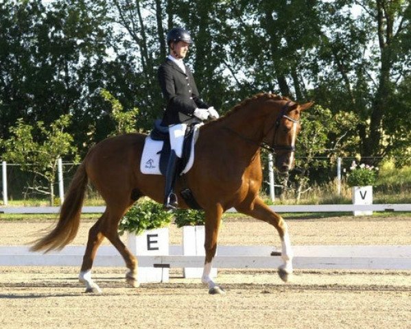 dressage horse Loriot 377 (Hanoverian, 2008, from Londontime) dressage horse Loriot 377 (Hanoverian, 2008, from Londontime)