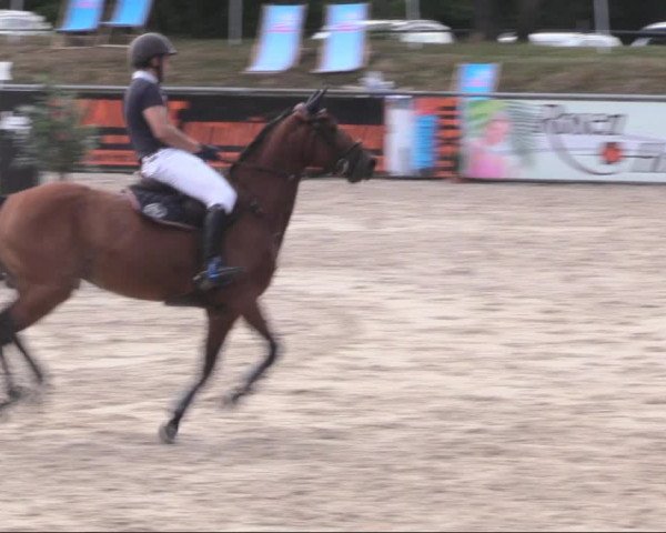 Reitturnier Görlitz 2019