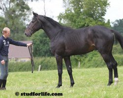 stallion Valeur D'Elle (Selle Français, 2009, from Nippon D'Elle)
