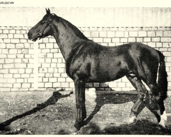 stallion Quelqu'Un (Selle Français, 1960, from Rantzau xx) stallion Quelqu'Un (Selle Français, 1960, from Rantzau xx)