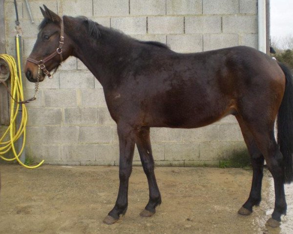 horse Ursule Bois D'Elle (Selle Français, 2008, from J'ai l'Espoir d'Elle)