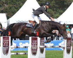 stallion Upsillon D'Elle (Selle Français, 2008, from Quick Star)