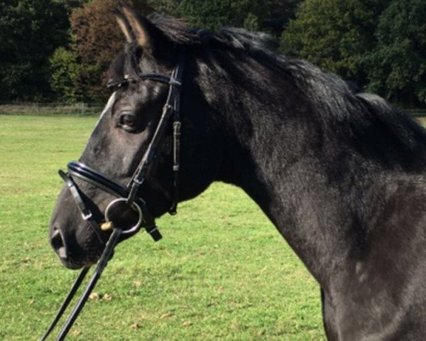 horse Braeburn (German Riding Pony, 2013, from Batman)